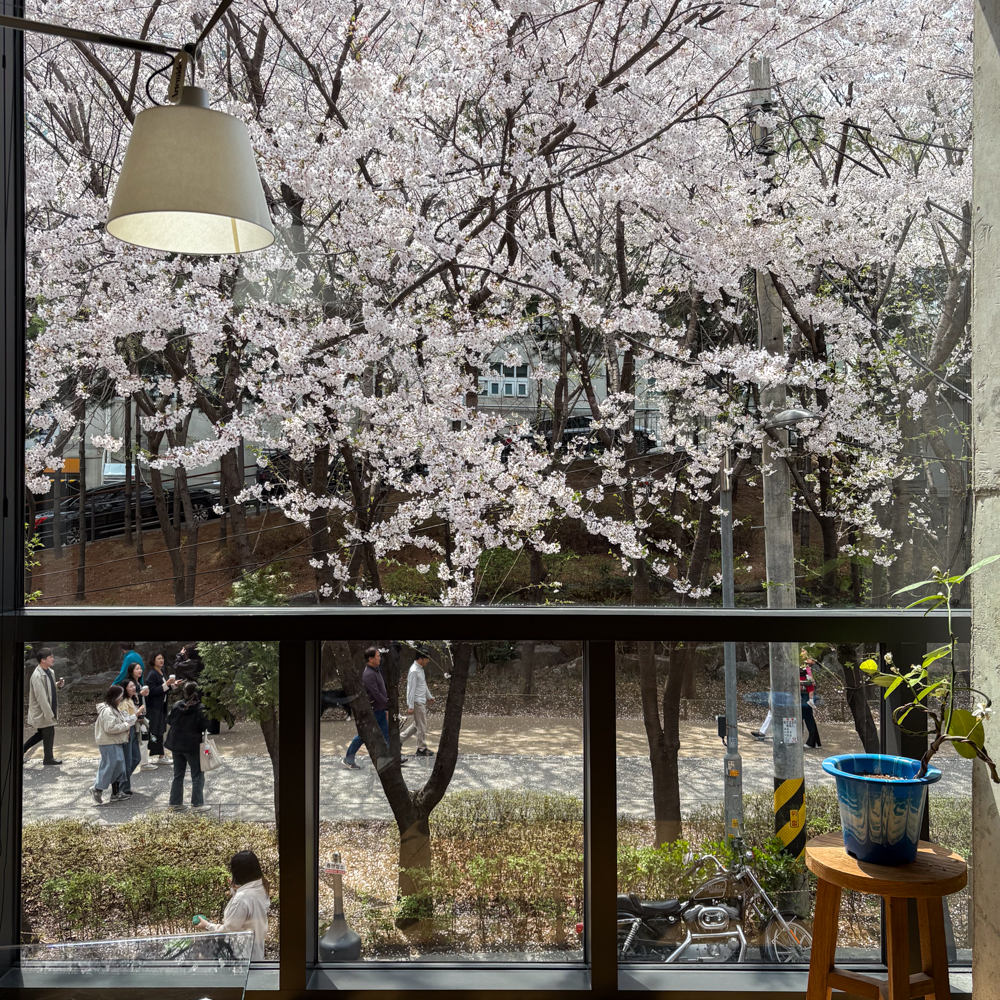 桜が見えるカフェからの風景