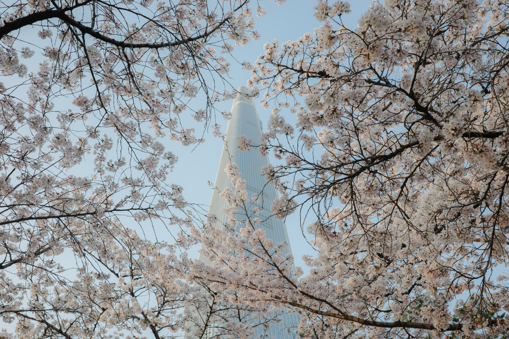 ロッテワールドタワーと桜