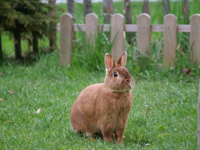 うさぎ