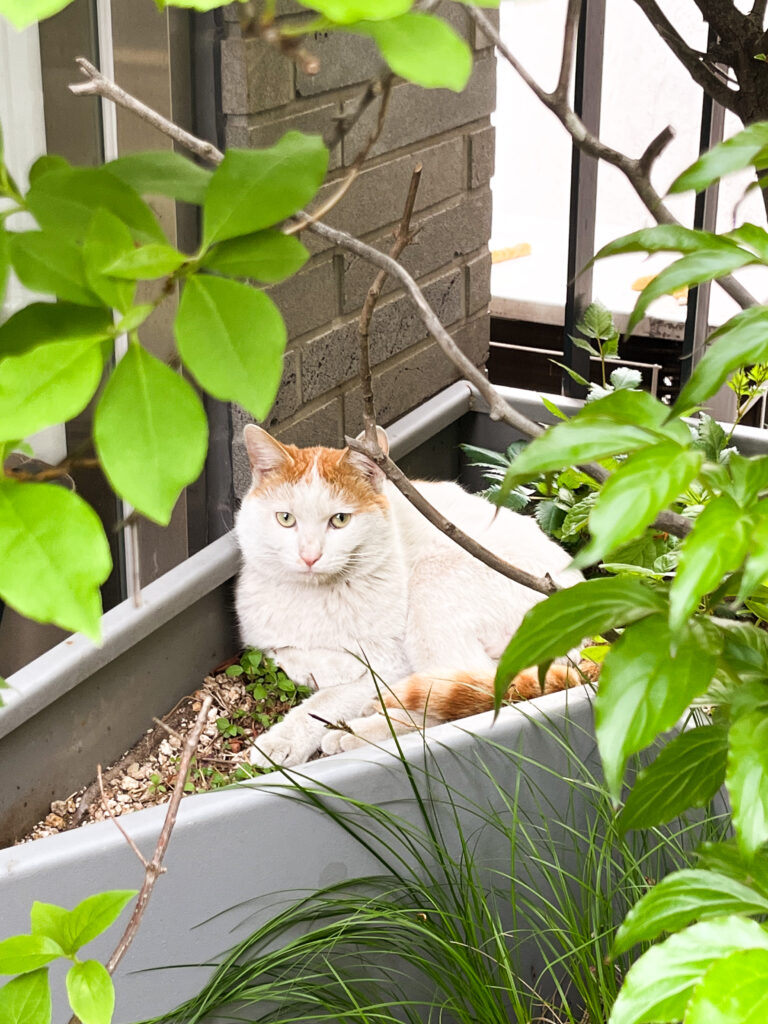 クラウドコーヒーの猫ちゃん